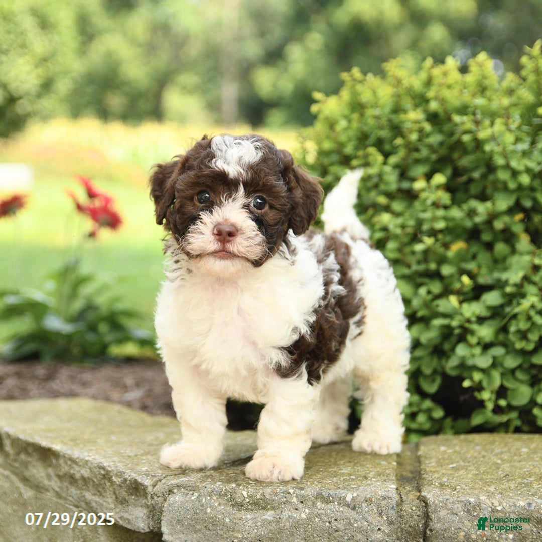 Havapoo dogs for sale: Layton - Image 1