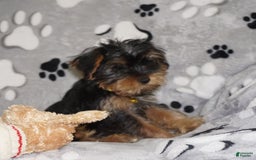 Yorkshire Terrier dogs for sale: Alyssa - Image 15