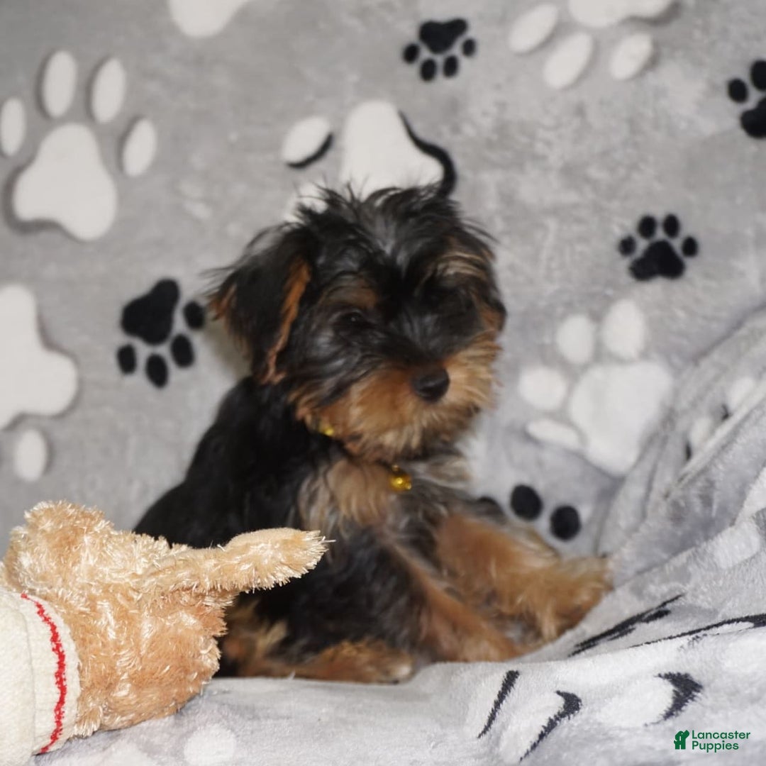 Yorkshire Terrier dogs for sale: Alyssa - Image 15