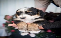 Bernedoodle dogs for sale: Jordan - Image 4