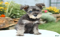 Miniature Schnauzer dogs for sale: Ocean - Image 2