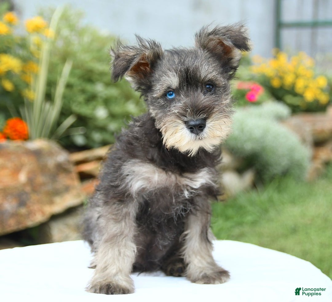 Miniature Schnauzer dogs for sale: Ocean - Image 2