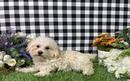Morkie dogs for sale: Champ - Image 1