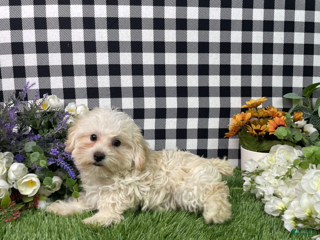 Morkie dogs for sale: Champ - Image 1