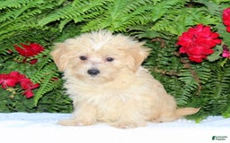 Morkie dogs for sale: Frankie - Image 1