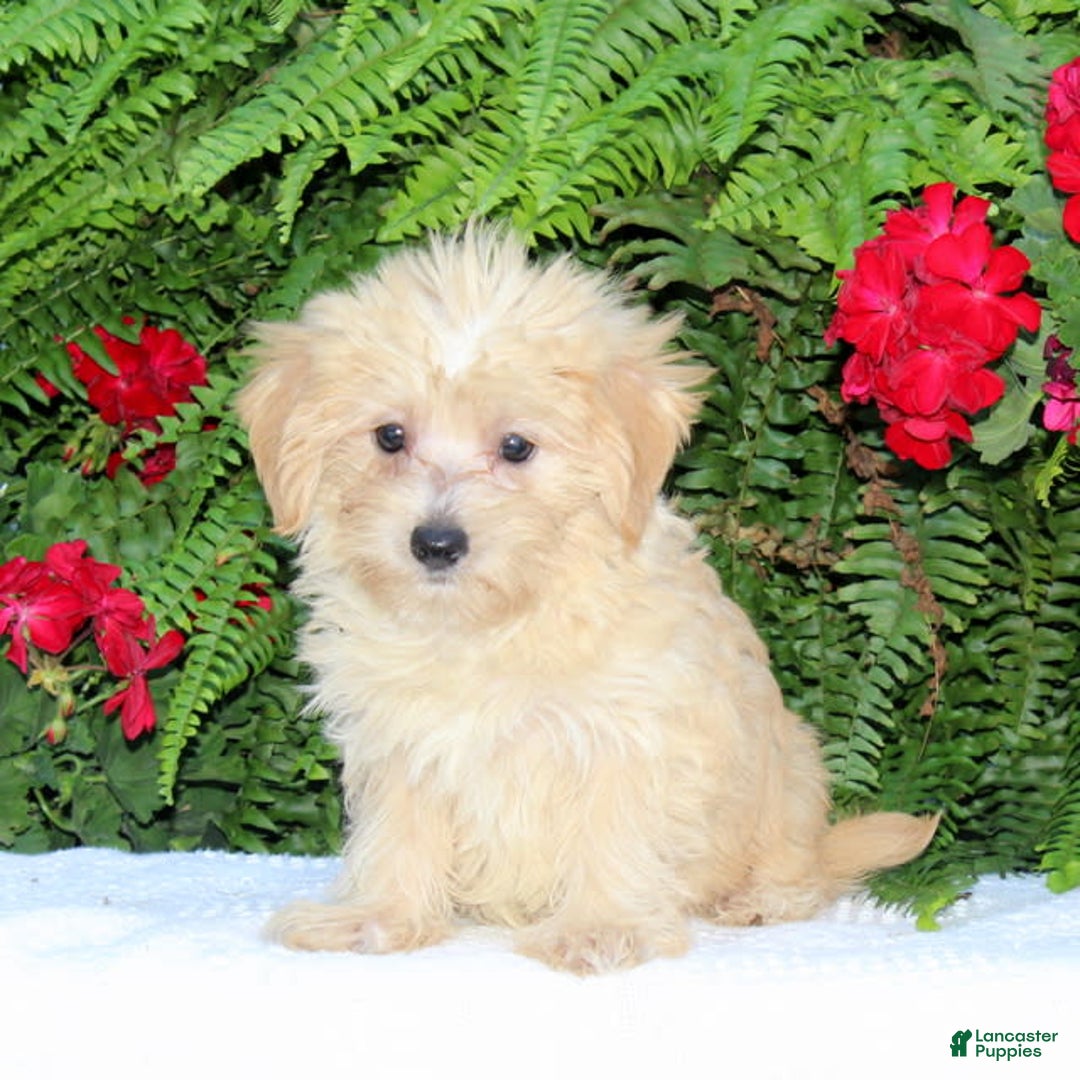 Morkie dogs for sale: Frankie - Image 1