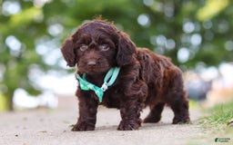 Miniature Dachshund dogs for sale: Dragona - Image 3