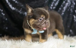 French Bulldog dogs for sale: Bentley - Image 5