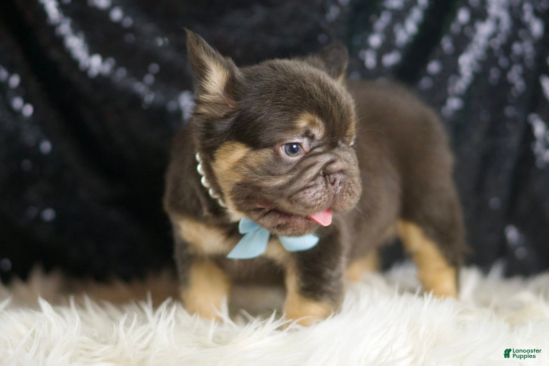 French Bulldog dogs for sale: Bentley - Image 5