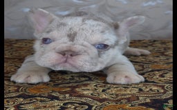 French Bulldog dogs for sale: Xs Rio - Image 2