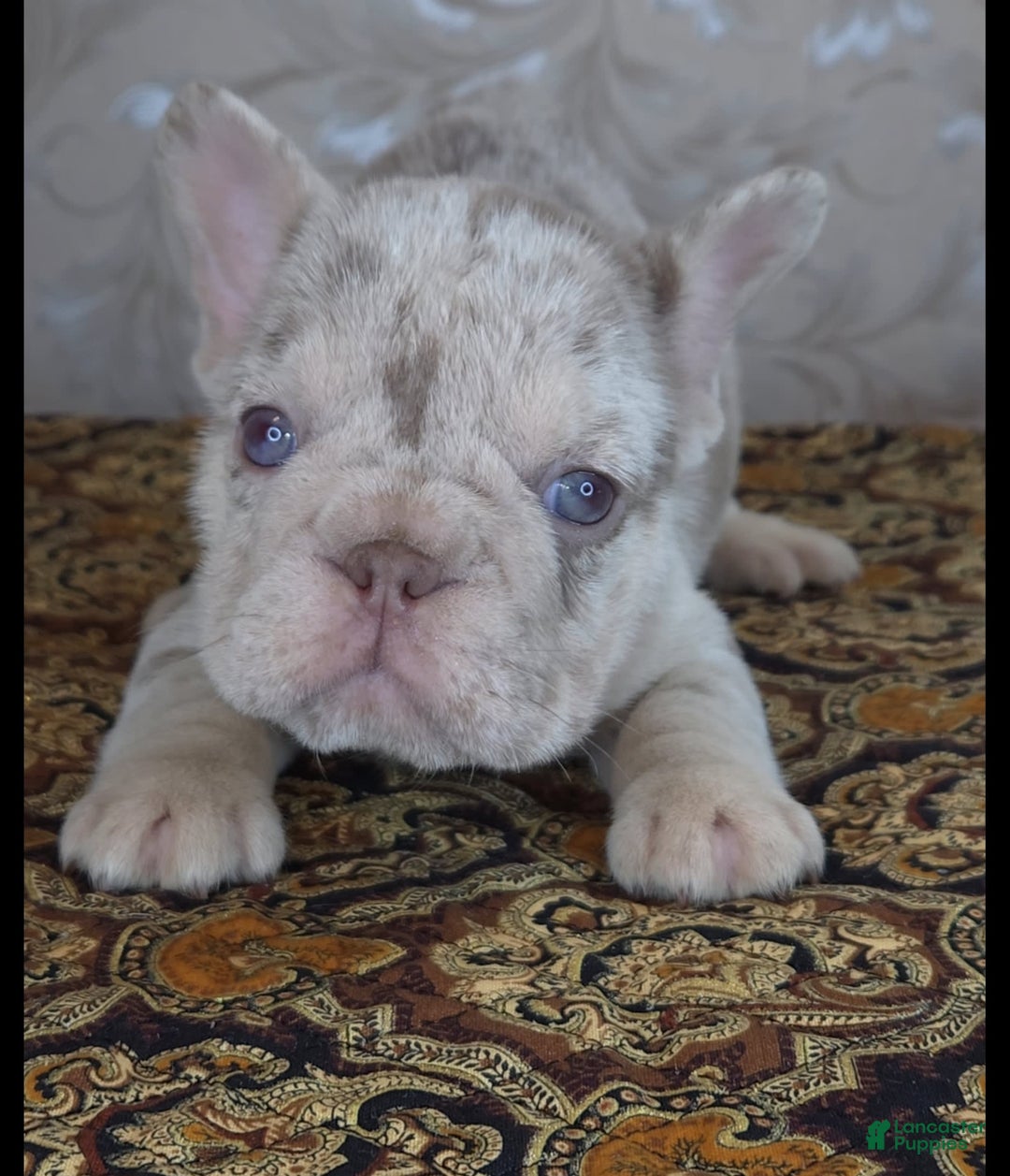 French Bulldog dogs for sale: Xs Rio - Image 2