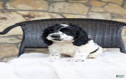 Cocker Spaniel dogs for sale: Mitsy - Image 4