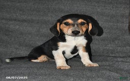 Australian Shepherd dogs for sale: Australian Shepherd 5 puppies - Image 8