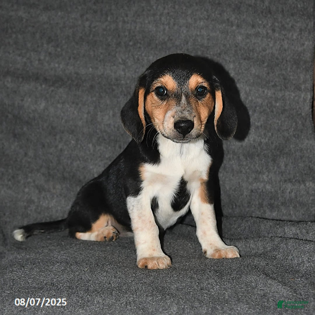 Australian Shepherd dogs for sale: Australian Shepherd 5 puppies - Image 8