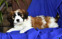 Saint Berdoodles dogs for sale: Lulu - Image 3