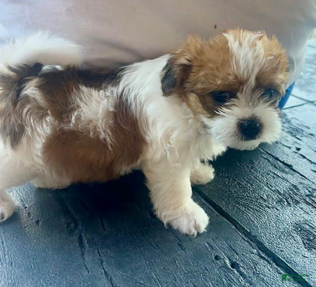Shorkie dogs for sale: Opie - Image 2