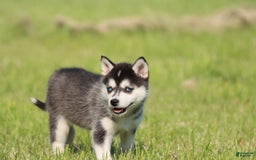 Alaskan Klee Kai dogs for sale: Princess - Image 1
