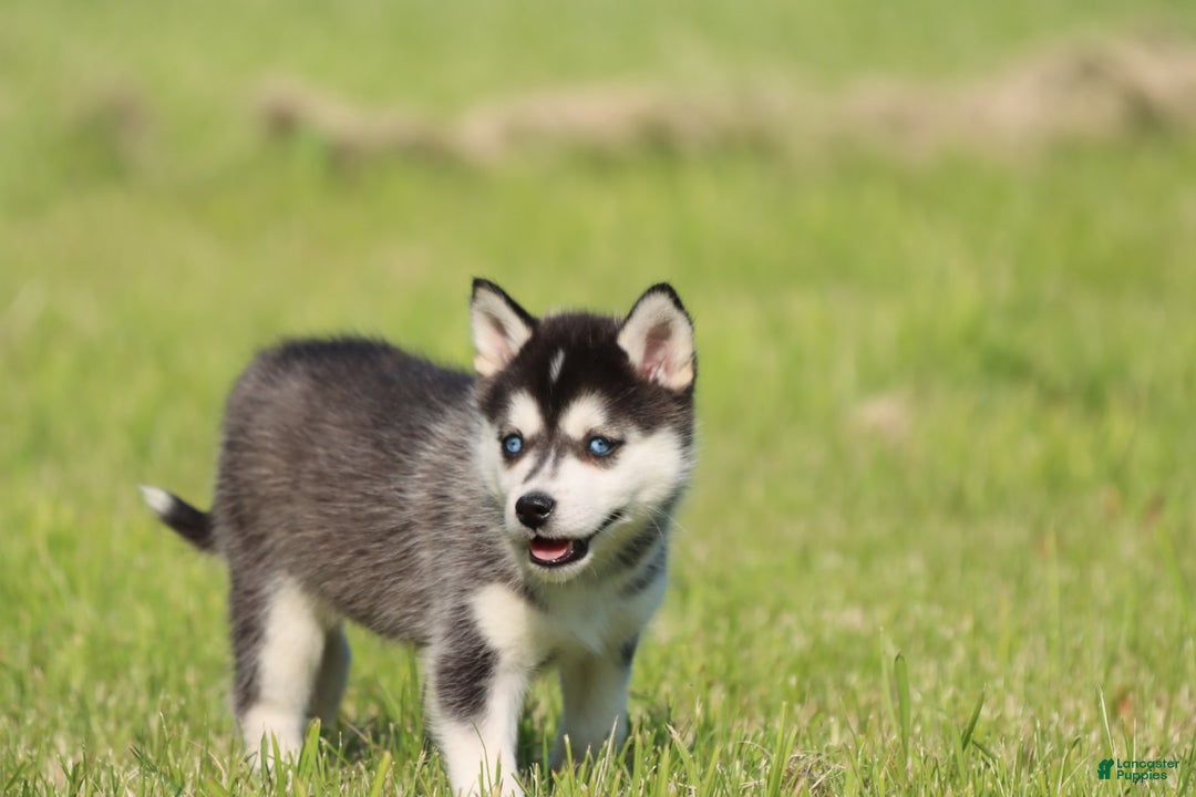 Alaskan Klee Kai dogs for sale: Princess - Image 1