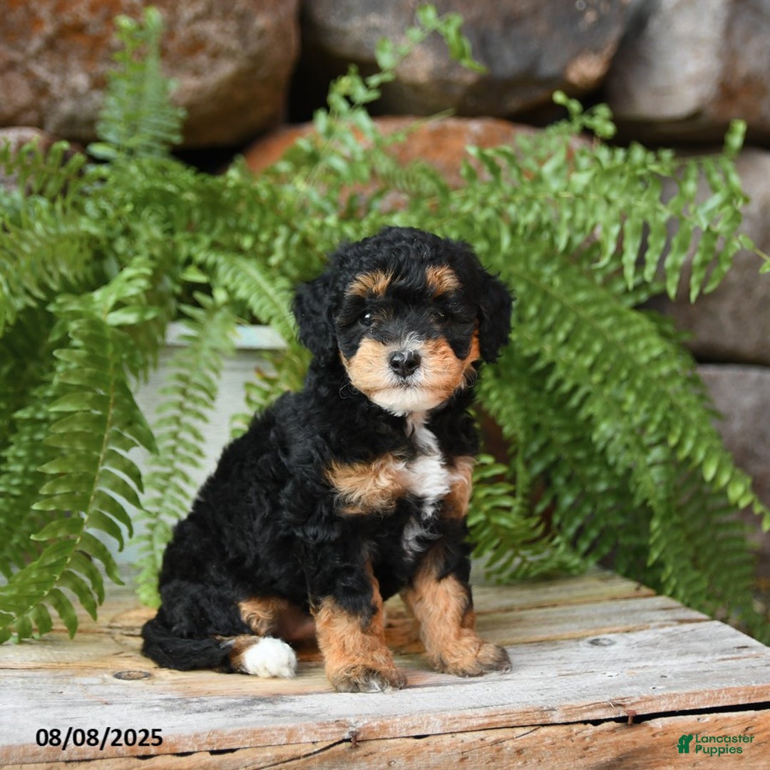 Miniature Poodle dogs for sale: Miniature Poodle 4 puppies - Image 10