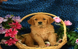 Golden Retriever dogs for sale: Lizzy - Listing for pets: Lilly, Linda, Lizzy, Lex, Ludwig - Image 4