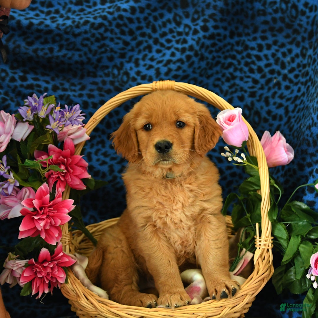 Golden Retriever dogs for sale: Lizzy - Listing for pets: Lilly, Linda, Lizzy, Lex, Ludwig - Image 4