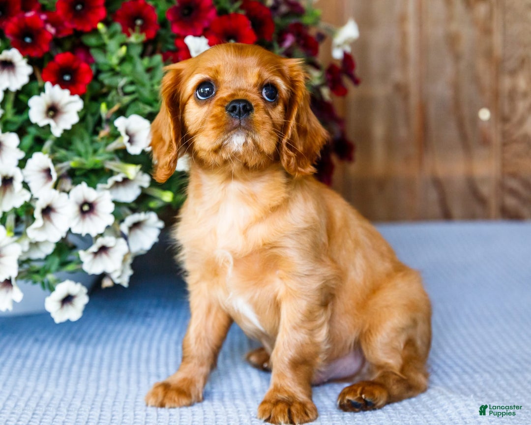 Cavalier King Charles Spaniel dogs for sale: Keegan - Image 5