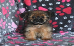 Shorkie dogs for sale: Huck - Image 10