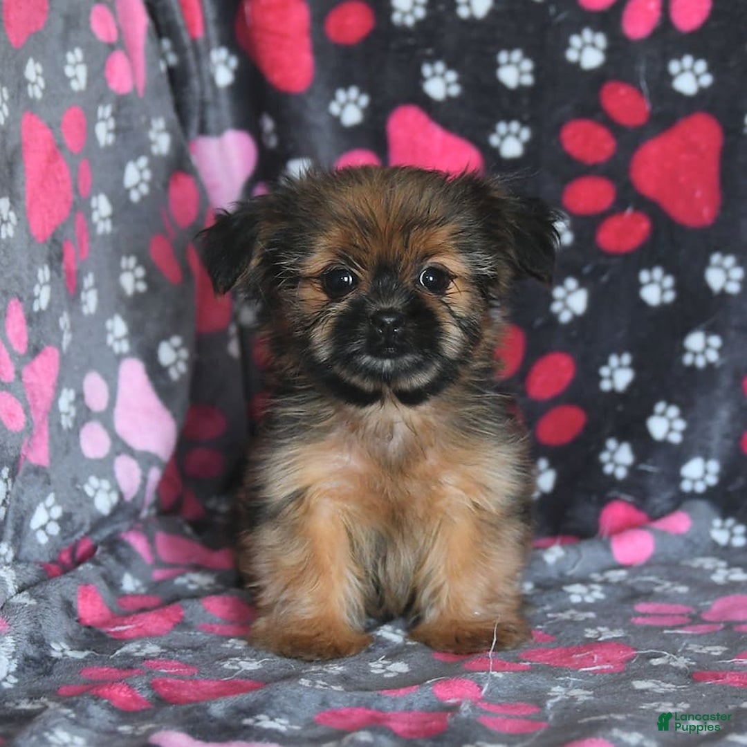Shorkie dogs for sale: Huck - Image 10
