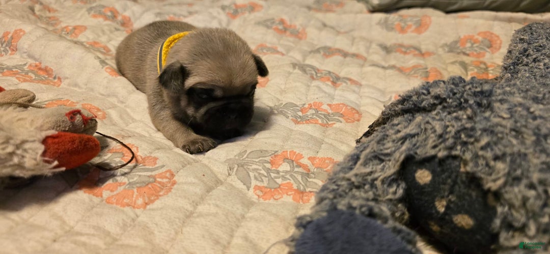 Pug dogs for sale: Davy - Image 4
