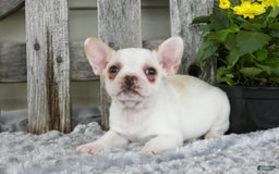 Frenchton dogs for sale: Saylor - Image 3