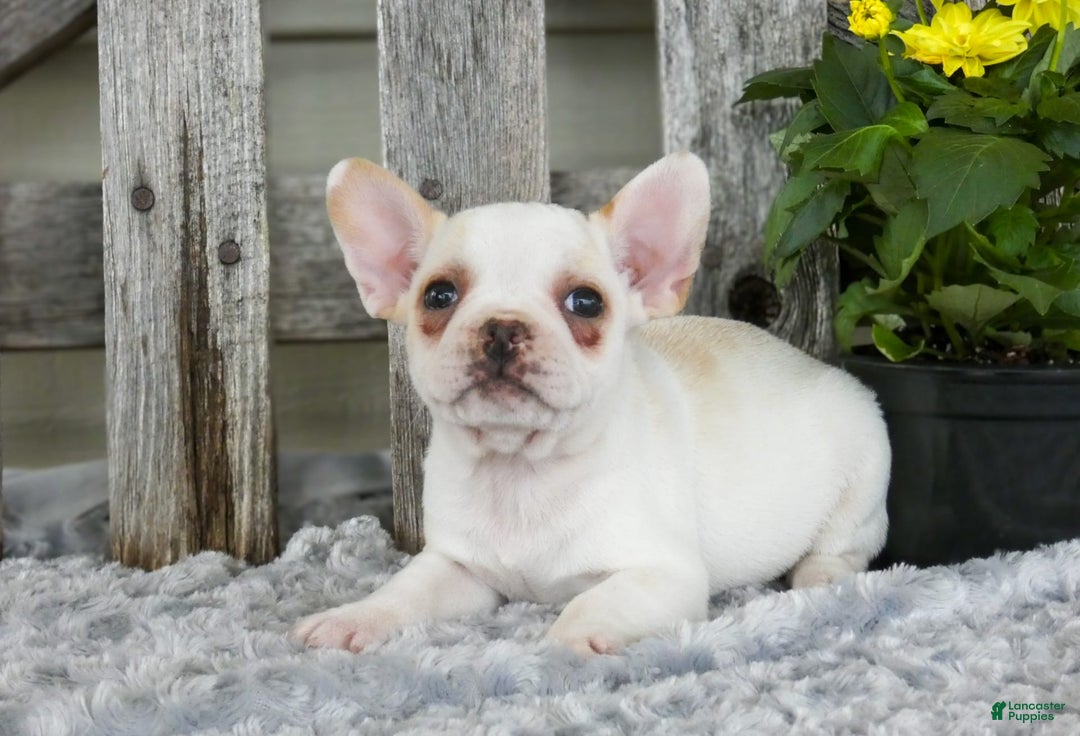 Frenchton dogs for sale: Saylor - Image 3