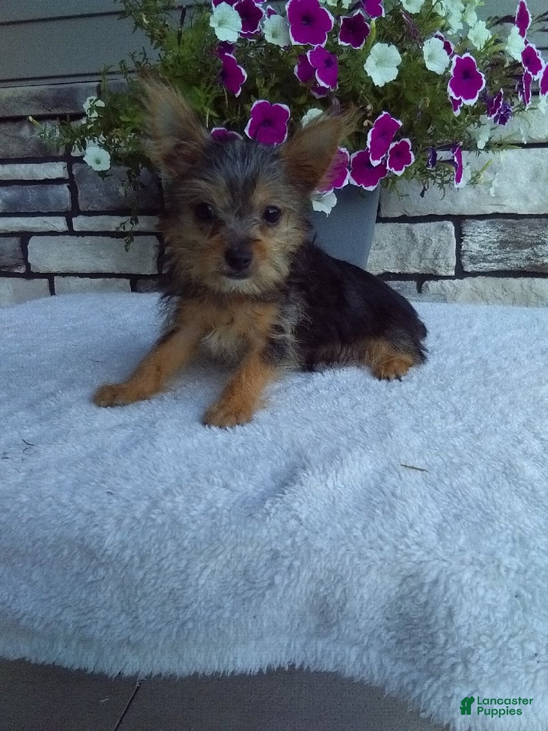 Yorkshire Terrier dogs for sale: Yorkshire Terrier 4 puppies - Image 8
