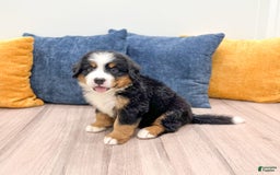 Bernese Mountain Dog dogs for sale: Ryder - Image 7