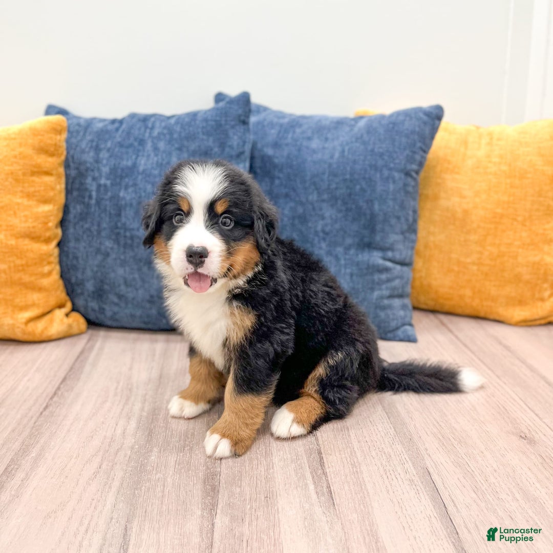 Bernese Mountain Dog dogs for sale: Ryder - Image 7
