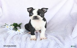 Boston Terrier dogs for sale: Olivia - Image 4