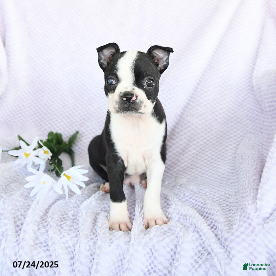 Boston Terrier dogs for sale: Olivia - Image 4