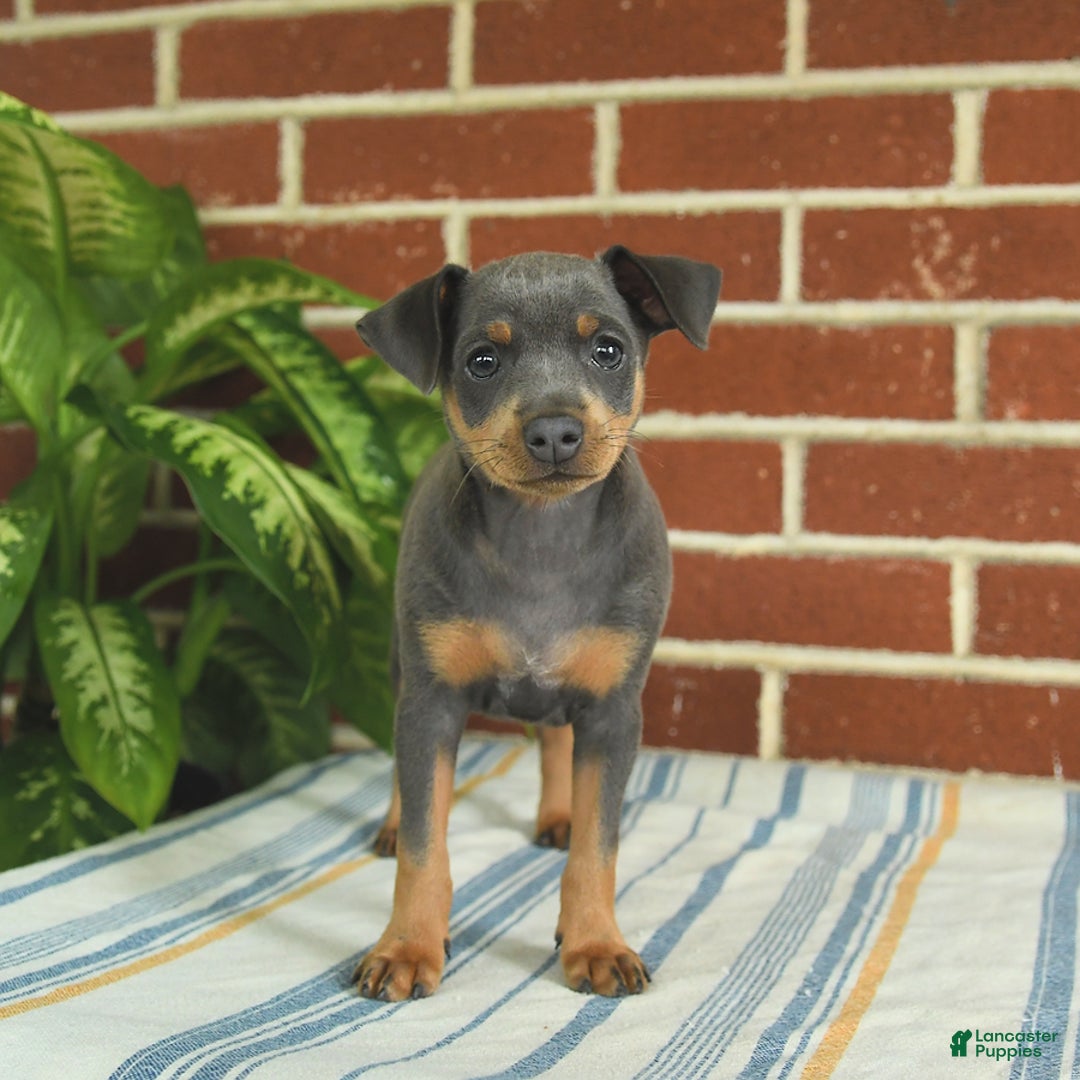 Miniature Pinscher dogs for sale: Josie - Image 4