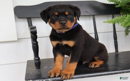 Rottweiler dogs for sale: Duke - Image 3