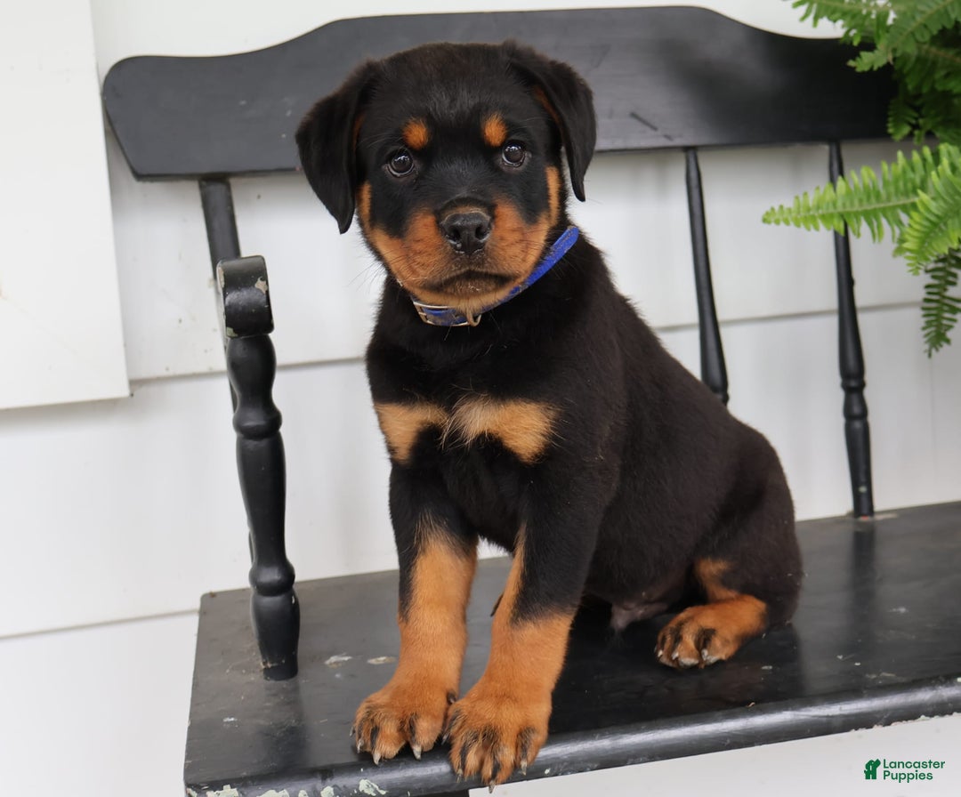 Rottweiler dogs for sale: Duke - Image 3