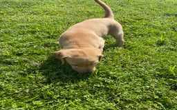 Labrador Retriever dogs for sale: Sarah - Image 5