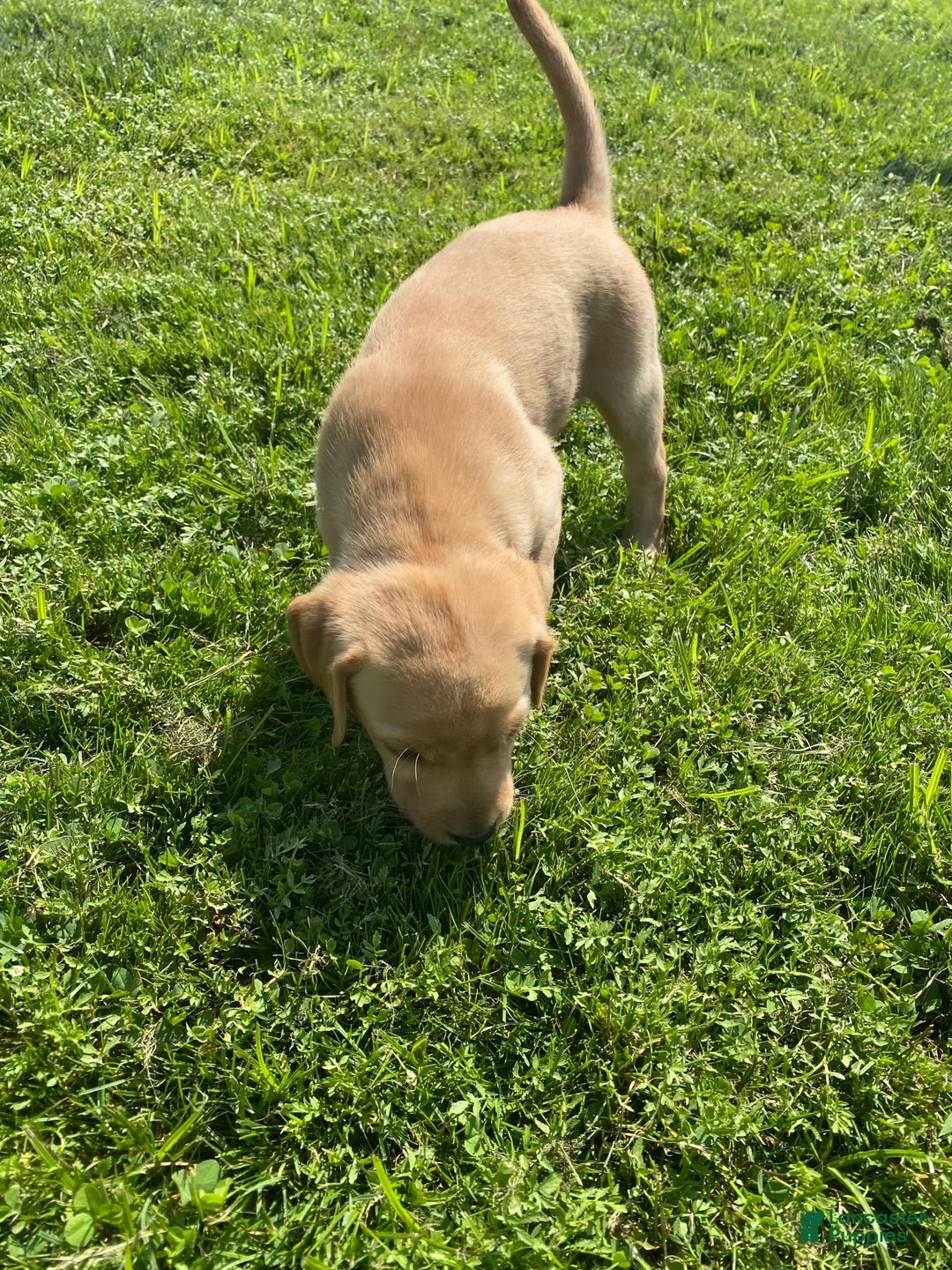 Labrador Retriever dogs for sale: Sarah - Image 5