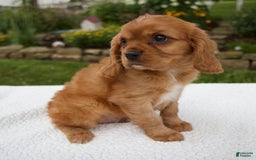 Cavalier King Charles Spaniel dogs for sale: Cavalier King Charles Spaniel 3 puppies - Image 2
