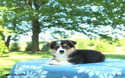 Welsh Corgi Pembroke dogs for sale: Molly - Image 4