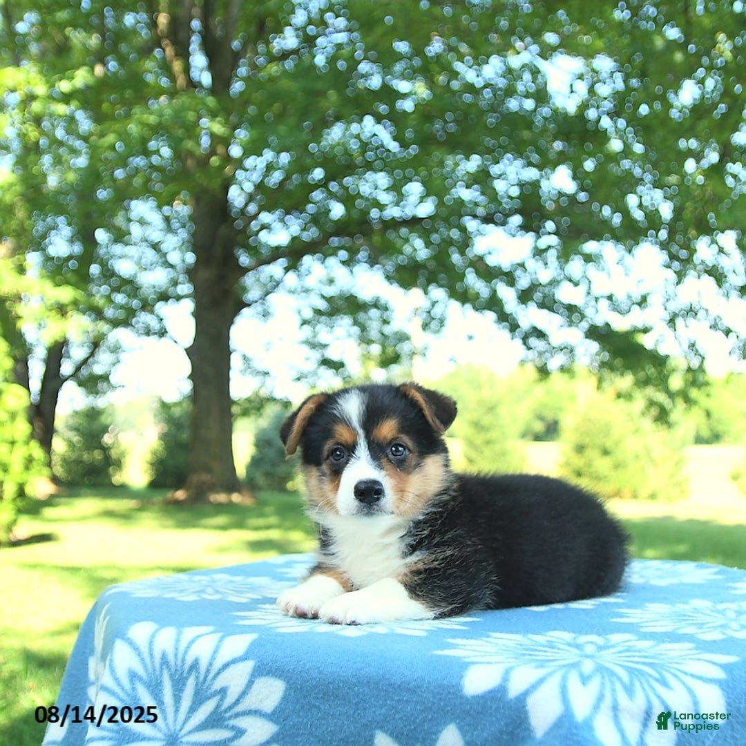 Welsh Corgi Pembroke dogs for sale: Molly - Image 4