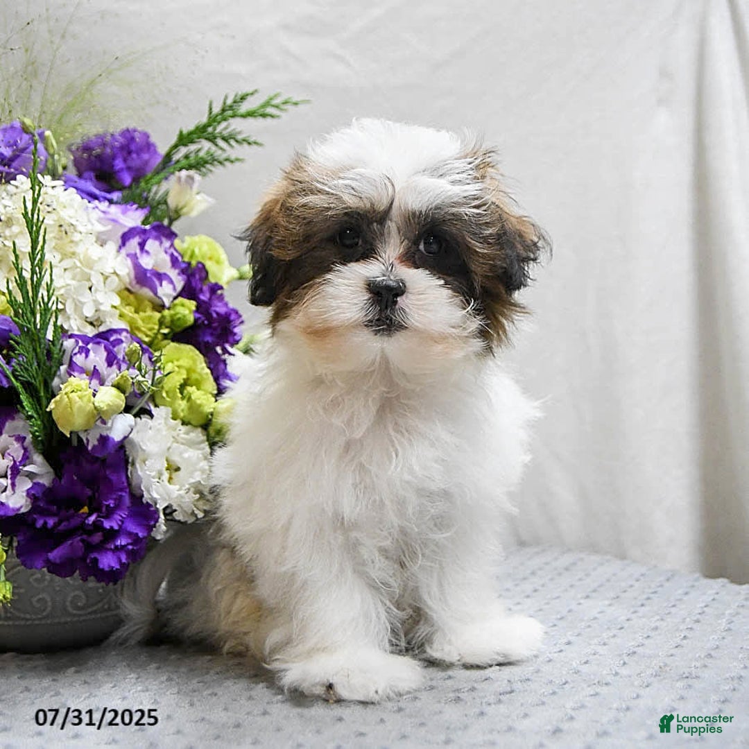 Shihpoo dogs for sale: Moose - Image 9