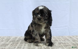 Cocker Spaniel dogs for sale: Reggie - Image 6