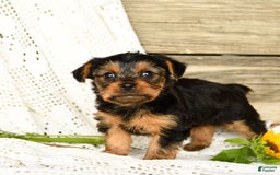 Yorkshire Terrier dogs for sale: Lucky - Image 6