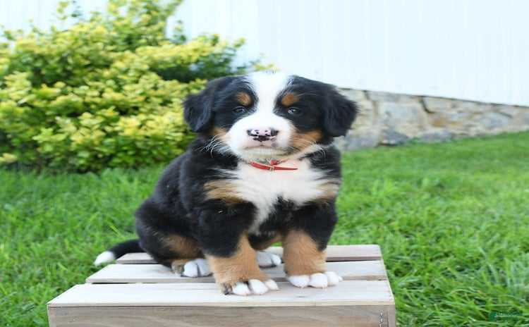 Bernese Mountain Dog dogs - Advert 25