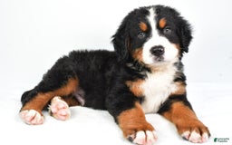 Bernese Mountain Dog dogs for sale: Cooper - Image 2