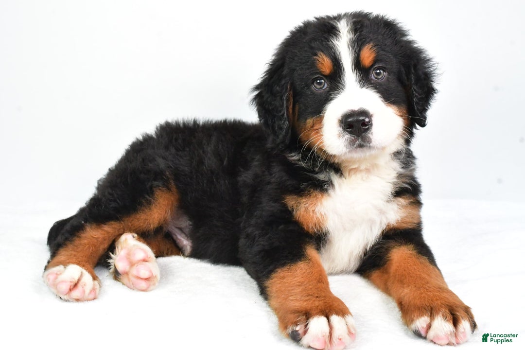 Bernese Mountain Dog dogs for sale: Cooper - Image 2